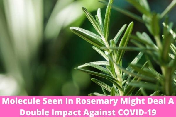 Molecule Seen In Rosemary Might Deal A Double Impact Against COVID-19