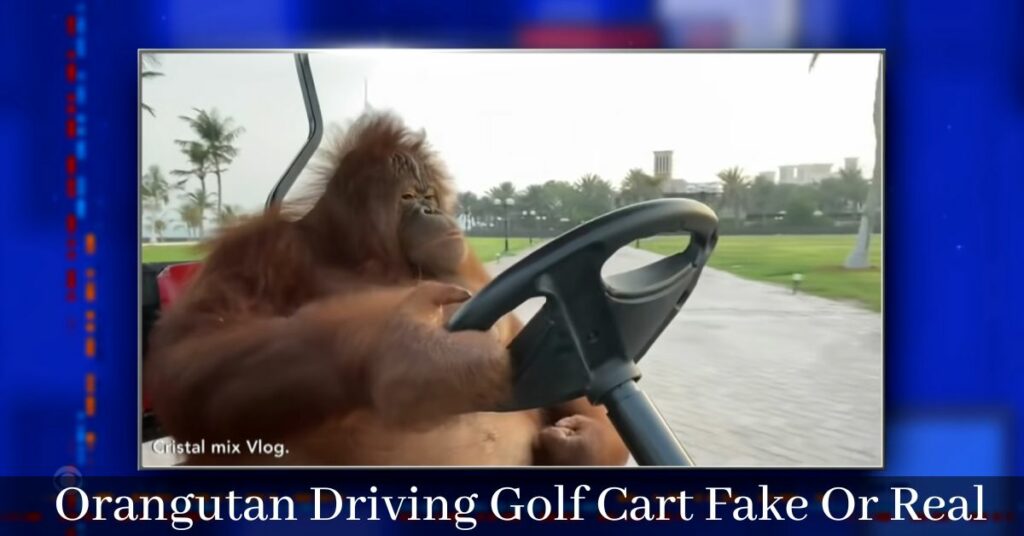 Orangutan Driving Golf Cart Fake Or Real