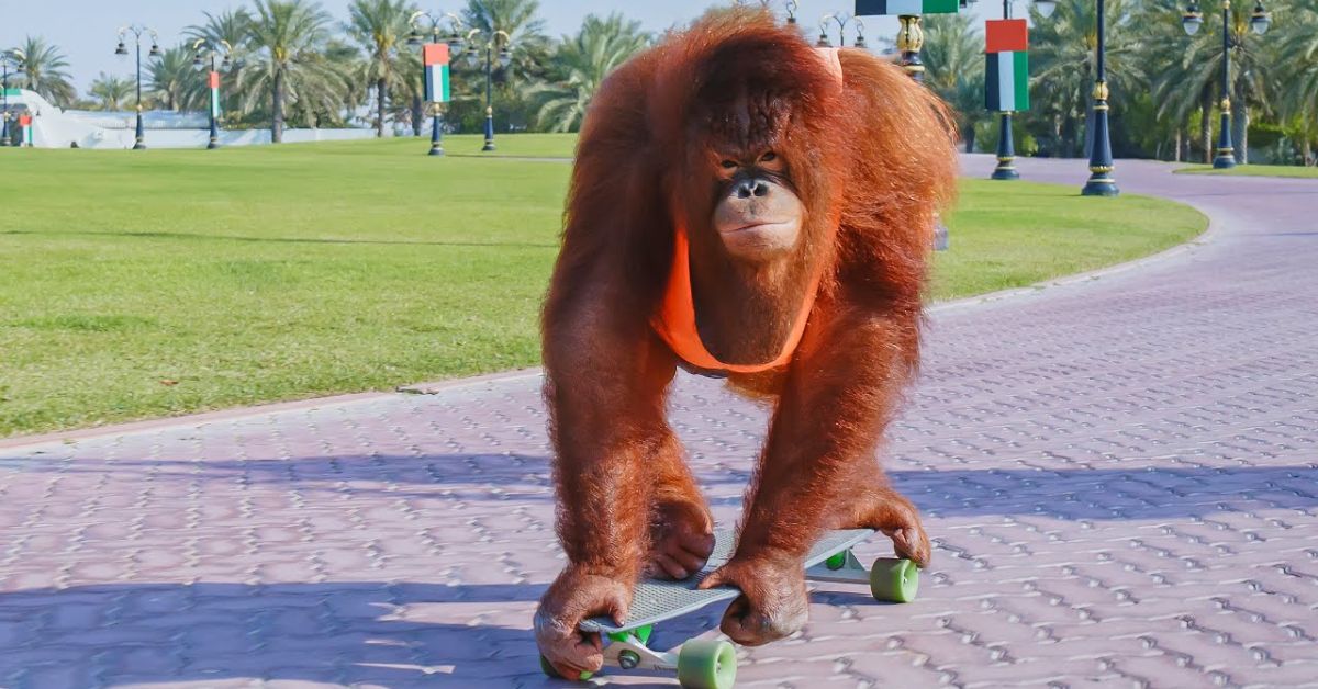 Orangutan Driving Golf Cart Fake Or Real