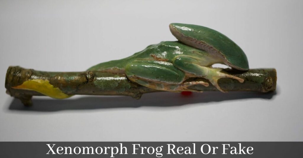 Xenomorph Frog Real Or Fake