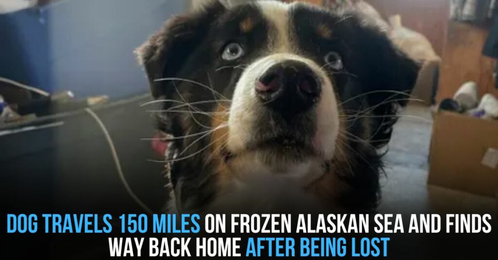 Dog Travels 150 Miles on Frozen Alaskan Sea and Finds Way Back Home After Being Lost