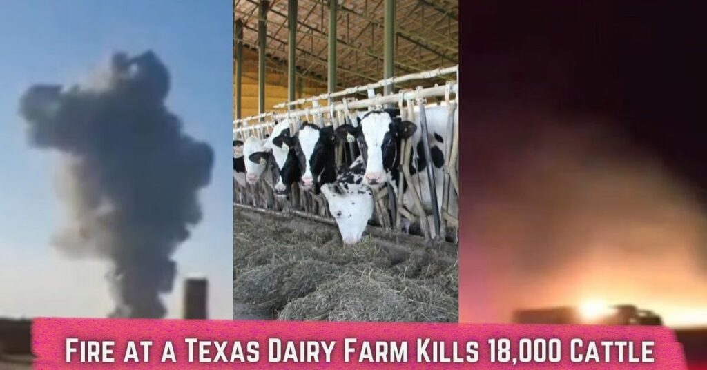 Fire at a Texas Dairy Farm Kills 18,000 Cattle