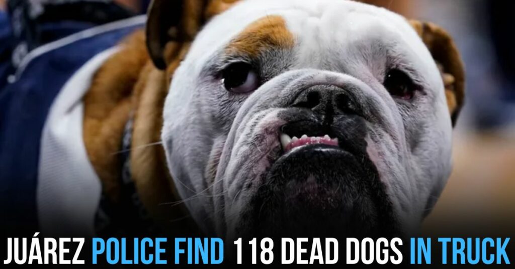 Juárez Police Find 118 Dead Dogs in Truck