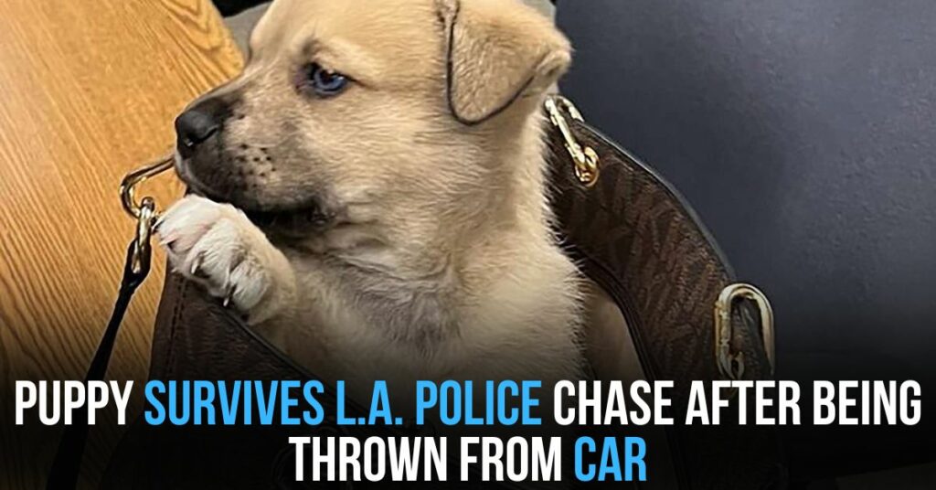 Puppy Survives L.A. Police Chase After Being Thrown From Car