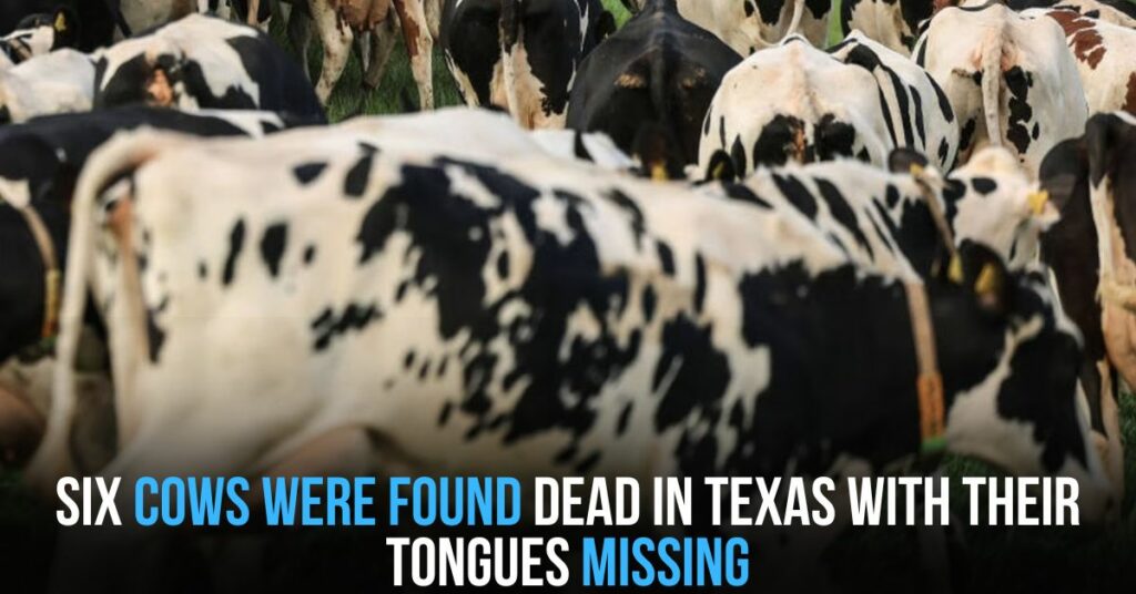 Six Cows Were Found Dead in Texas With Their Tongues Missing