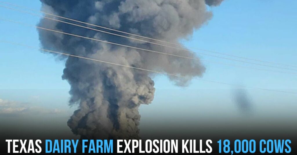 Texas Dairy Farm Explosion Kills 18000 Cows