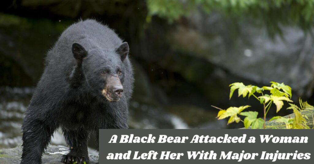 A Black Bear Attacked a Woman and Left Her With Major Injuries