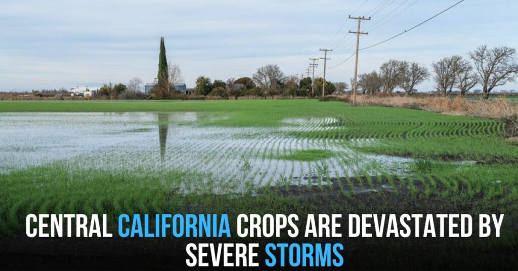 Central California Crops Are Devastated by Severe Storms