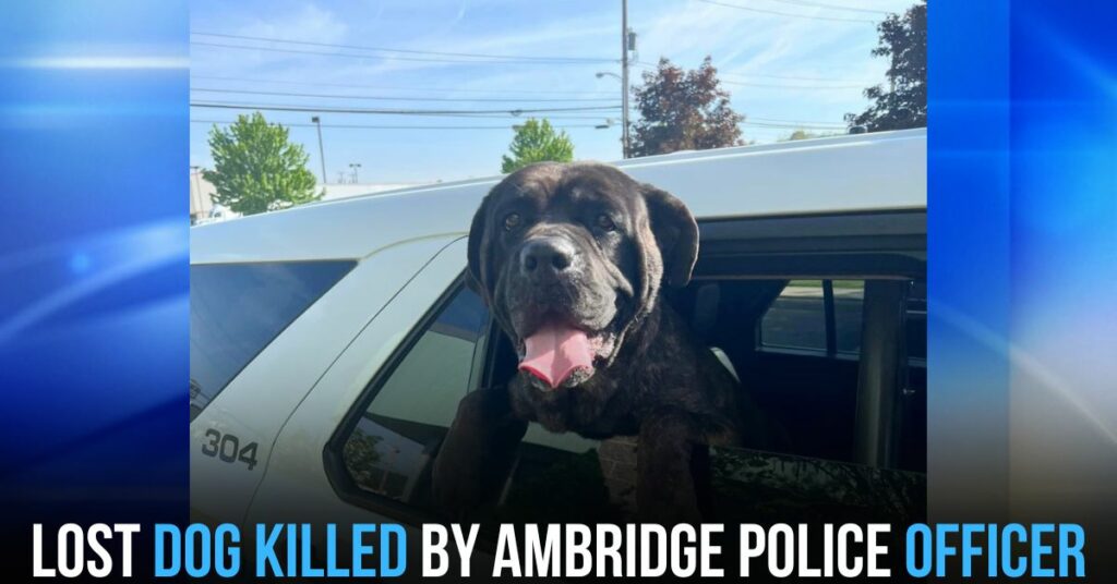Lost Dog Killed by Ambridge Police Officer
