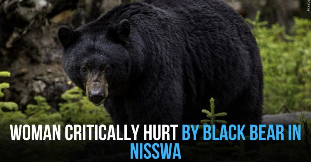 Woman Critically Hurt by Black Bear in Nisswa