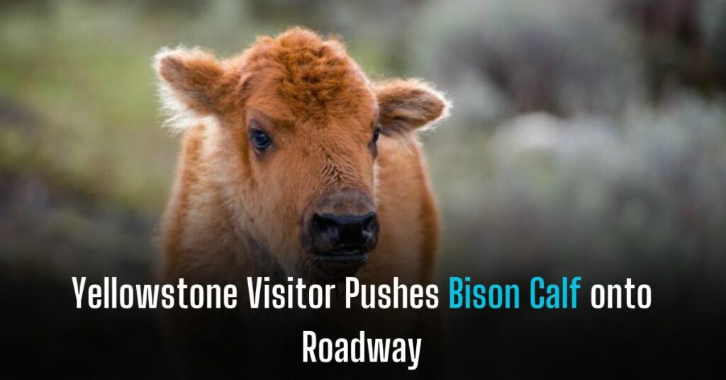 Yellowstone Visitor Pushes Bison Calf onto Roadway