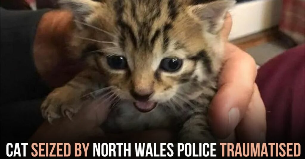 Cat Seized by North Wales Police Traumatized