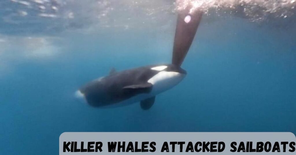 Killer Whales Attacked Sailboats