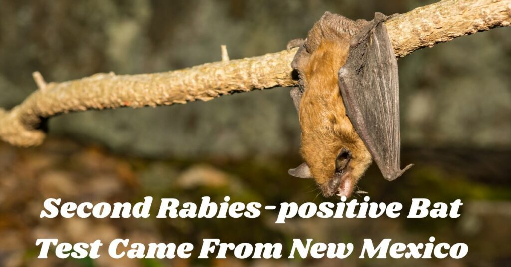 Second Rabies-positive Bat Test Came From New Mexico