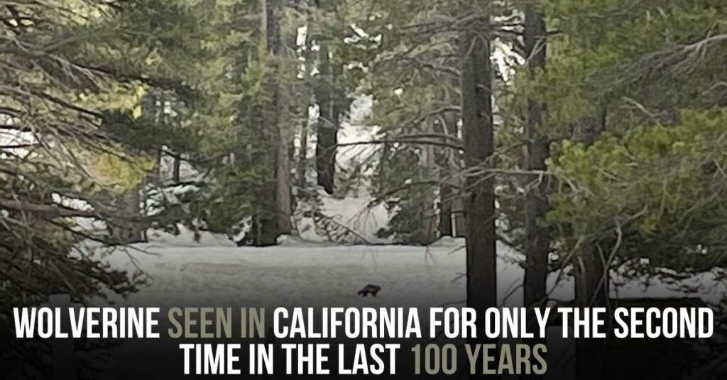 Wolverine Seen in California for Only the Second Time in the Last 100 Years