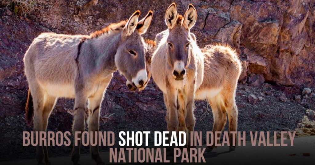 Burros Found Shot Dead in Death Valley National Park