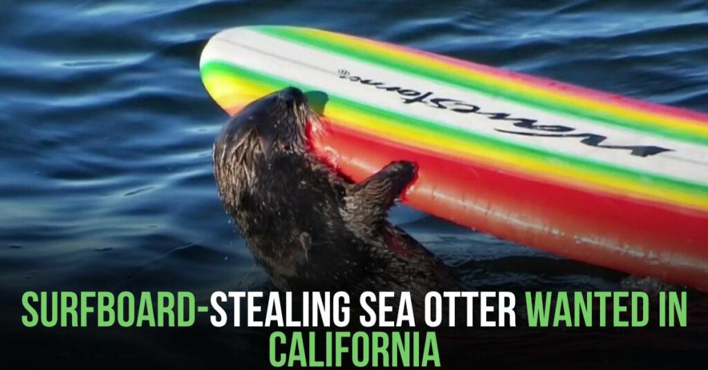 Surfboard-stealing Sea Otter Wanted in California