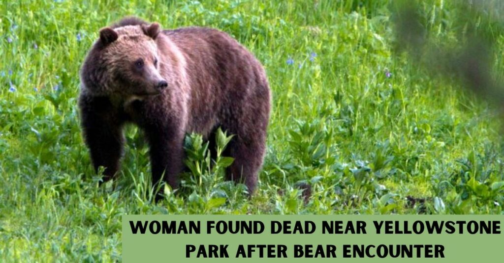 Woman Found Dead Near Yellowstone Park After Bear Encounter