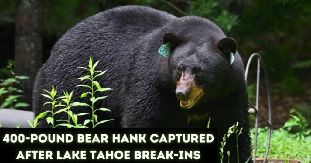 400-pound Bear Hank Captured After Lake Tahoe Break-Ins (1)
