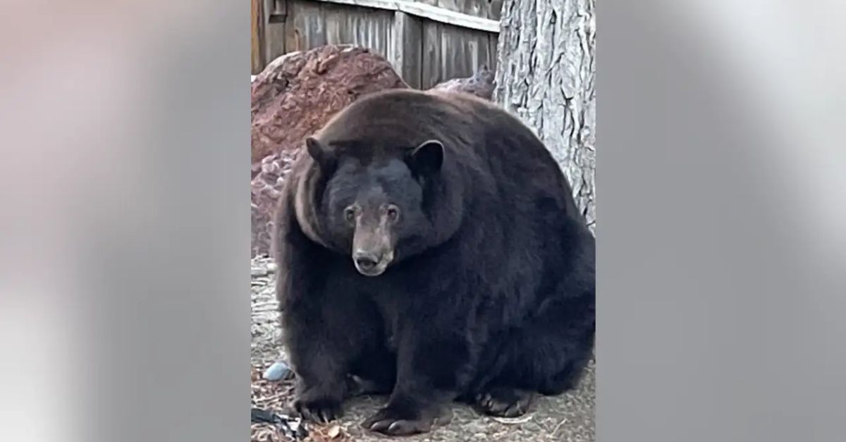 400-pound Bear Hank Captured After Lake Tahoe Break-Ins