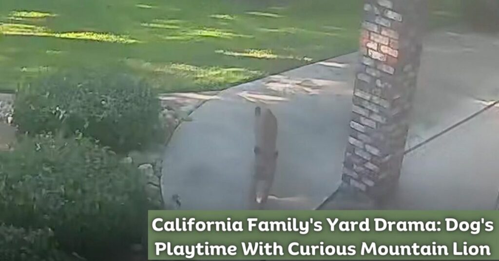 California Family's Yard Drama Dog's Playtime With Curious Mountain Lion