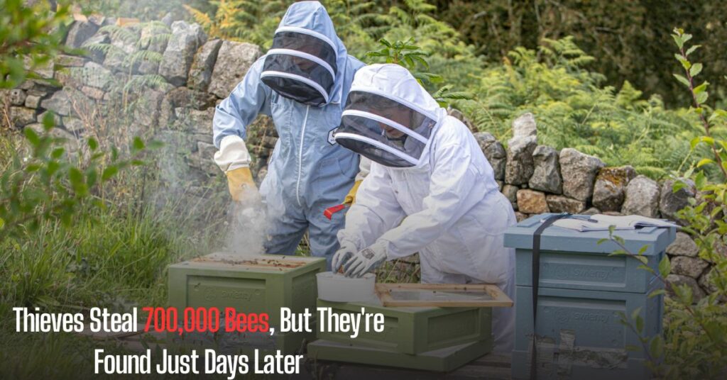 Thieves Steal 700,000 Bees, But They're Found Just Days Later