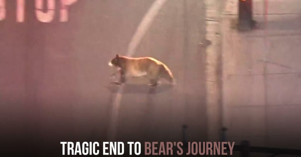 Tragic End to Bear's Journey