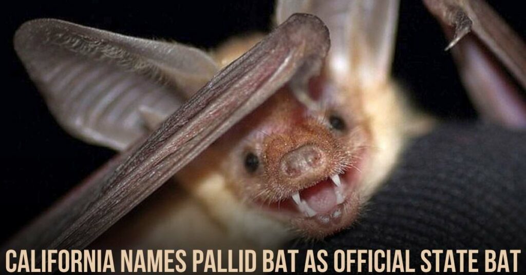 California Names Pallid Bat as Official State Bat