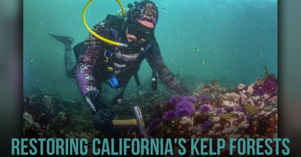 Restoring California's Kelp Forests